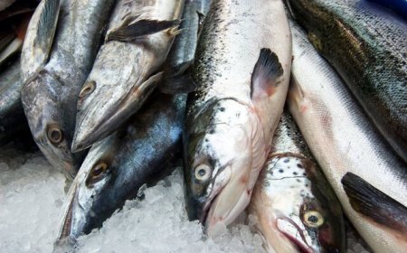 منابع دریایی پازل گمشده امنیت غذایی