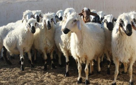 قیمت گوسفند قربانی اعلام شد