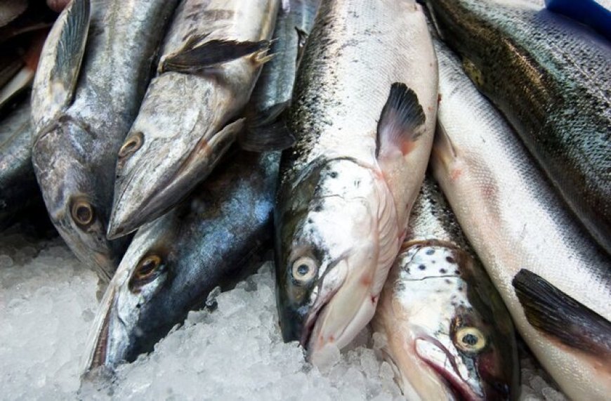 منابع دریایی پازل گمشده امنیت غذایی