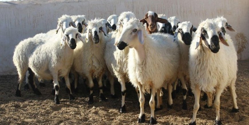 قیمت گوسفند قربانی اعلام شد