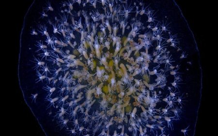 این موجود دریایی می‌تواند یک بدن جدید برای خود بسازد!