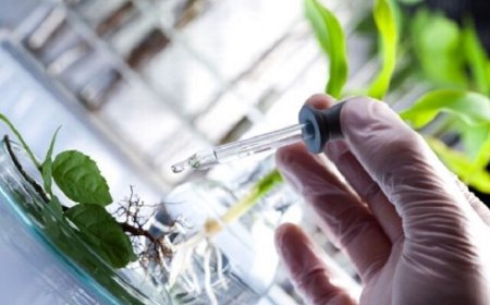 حمایت از اجرای بیش از ۱۰۰ طرح فناورانه برای توسعه صنعت گیاهان دارویی