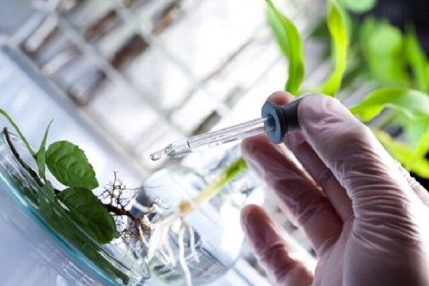 حمایت از اجرای بیش از ۱۰۰ طرح فناورانه برای توسعه صنعت گیاهان دارویی