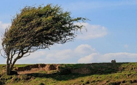 وزش باد شدید در جنوب و غرب تهران