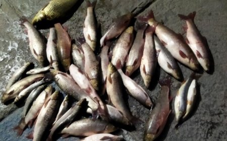 دستگیری صیادان غیرمجاز ماهی در سد الخلج شهرستان بستان‌آباد