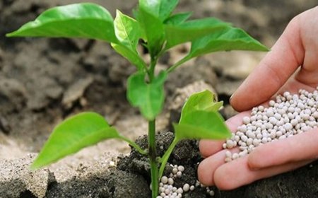 روسیه دومین صادر کننده کود کشاورزی به آمریکا شد