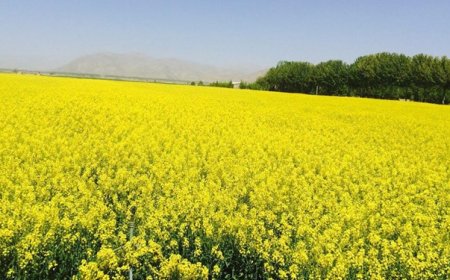 چرا وزارت جهاد کشاورزی برای تامین روغن روی کشت کلزا متمرکز است