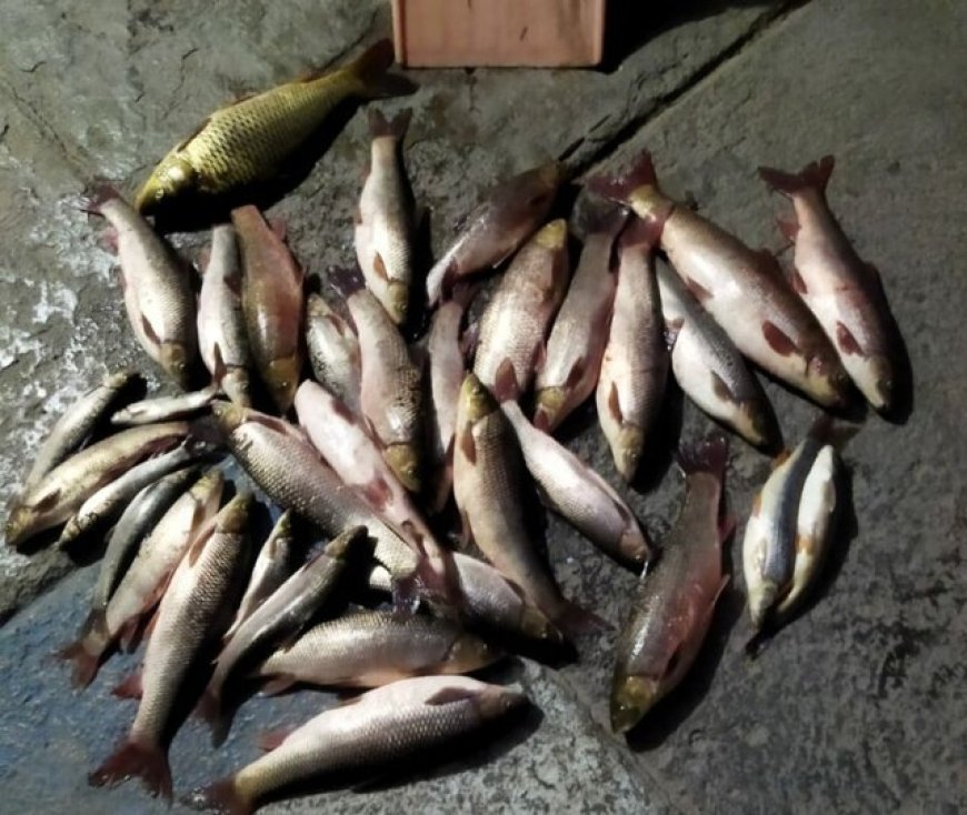 دستگیری صیادان غیرمجاز ماهی در سد الخلج شهرستان بستان‌آباد