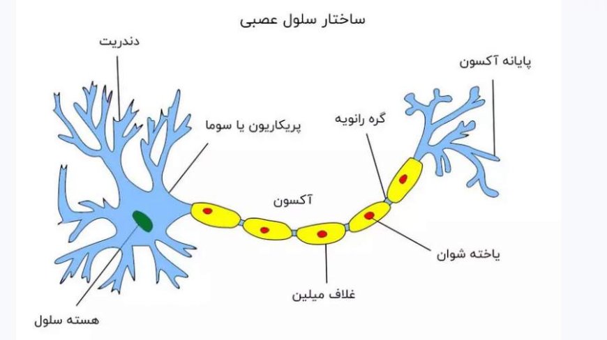 افسردگی و اضطراب از علائم اولیه ام اس است؟