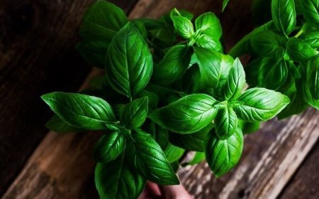 خواص ریحان این گیاه معطر و خوش‌طعم