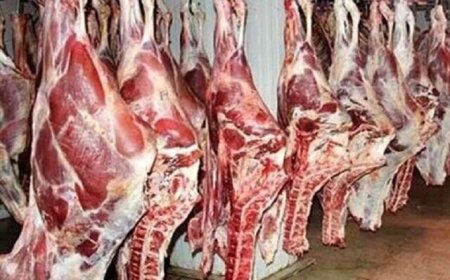 افزایش عرضه گوشت گوساله در میادین/ قیمت‌ها کاهشی می‌شود