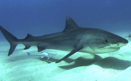 هموار شدن پیگرد قضایی قاچاقچیان کوسه و سفره‌ماهی