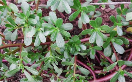 خواص خرفه در طب سنتی