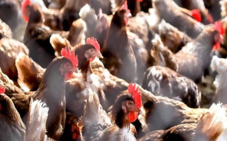 تولید انرژی پاک از پر مرغ!