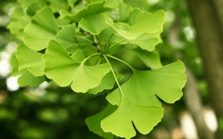 یک راه طبیعی برای بازگرداندن توانایی های ذهنی