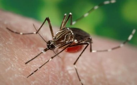 ویروس «چیکونگونیا»، علائم و راه‌های تشخیص