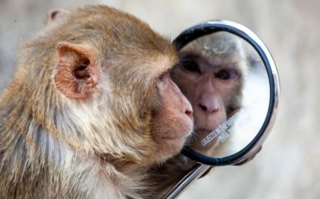 کدام حیوانات می‌توانند خود را در آینه تشخیص دهند؟