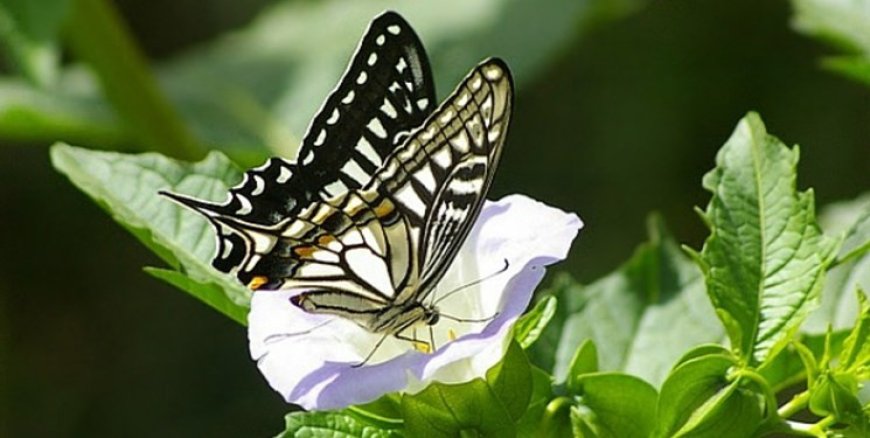 پروانه‌ها چگونه به تشخیص سرطان کمک می‌کنند؟