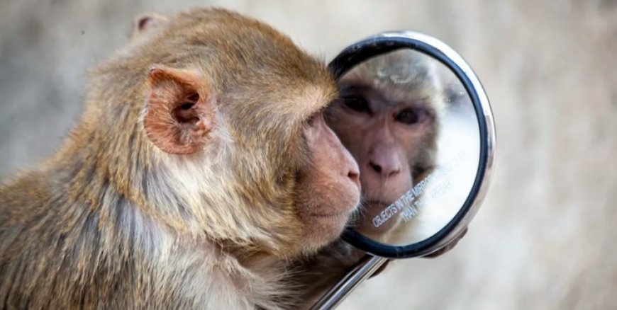 کدام حیوانات می‌توانند خود را در آینه تشخیص دهند؟