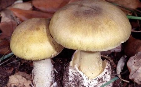 مراقب این قارچ‌ها باشید!