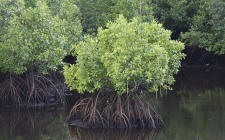 یک درخت، شگفتی محیط زیست دریایی