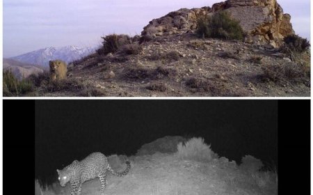 تصویربرداری از یک قلاده پلنگ و گربه پالاس در فیروزکوه