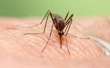 تغییر اقلیم مهم ترین عامل شیوع پشه آئدس و تب دنگی