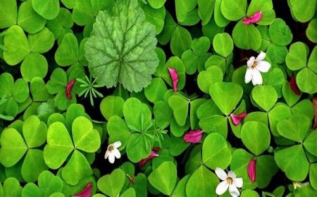 خواص شگفت انگیز این سبزی برای درمان واریس