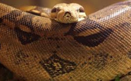 هدیه‌ای از طبیعت: مار پیتونی که با رنگ‌های خود شما را مسحور می‌کند!