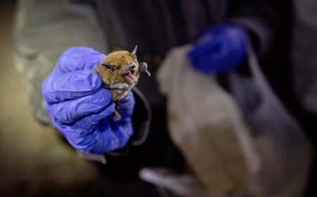 (ویدیو) ویروس جدید «نیپا»؛ هند در حالت آماده‌باش