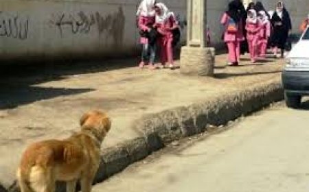 سگهای بلاصاحب در اطراف مدارس اهر
