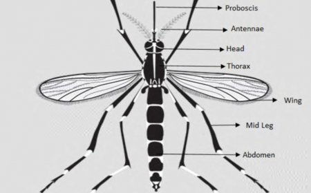 آناتومی بدن پشه آئدس